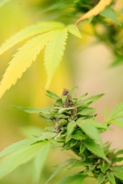 Yeşil yapraklı kenevir bitkisi