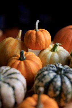 Kırsal sonbahar gösterisi için canlı balkabağı ve kabak koleksiyonu.