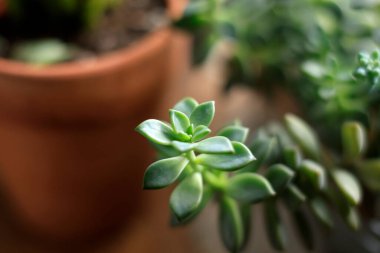 Bulanık Arkaplandaki Saksıda Etkili Bitkilerin Canlı Koleksiyonu