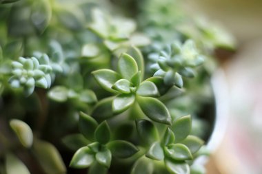 Ev Dekorasyonu İçin Ot 'ta Canlı Lezzetli Düzenleme