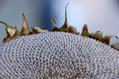Kurumuş ayçiçeği başlığının makro görünümünü kapat ve tamamen oluşmuş tohumları göster