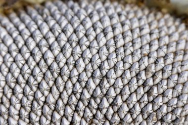 Kuru ayçiçeğinin detaylı görüntüsü paketlenmiş tohumları, toprak tonlarını ve zengin yüzey dokusunu ortaya çıkarıyor.