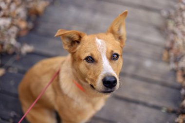 Yürüyüşe çıkmış şirin köpek.