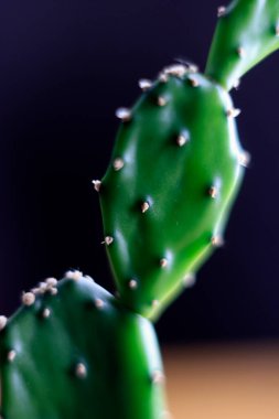 Kaktüsün koyu arkaplandaki görüntüsünü kapat