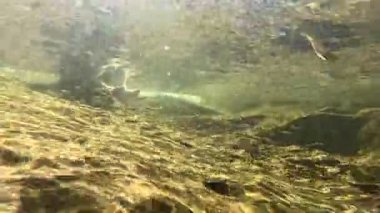 Su altı nehri arka planında temiz su, nehir taşları ve sığ bir derede doğal ışık var..