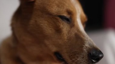 Sevimli Red Heeler Köpek Surat Video 'yu kapat