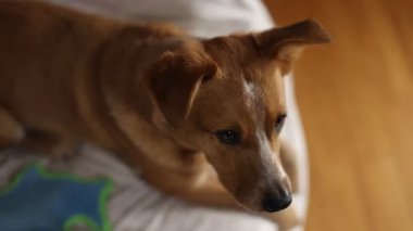 Tatlı Red Heeler Yavrusu Orta Yol 'a Zarifçe Yakaladı