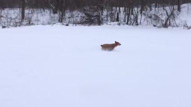 Tatlı Red Heeler Avustralya Sığır Köpeği Koşan ve Taze Kar Altında Oynayan