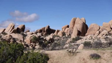 Joshua Tree 'de Iconic Yucca Ağaçları ve Granit Kaya oluşumlarıyla Çöl Manzarası
