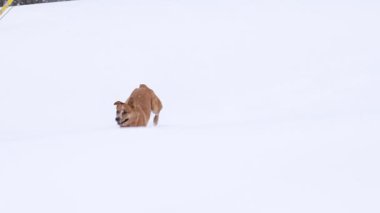 Kızıl Heeler köpeği derin karda zıplıyor.