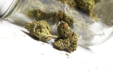 Marihuana ya da esrar tomurcukları