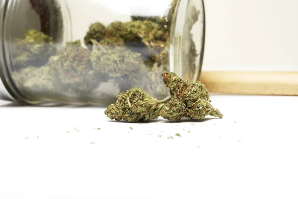 マリファナや大麻の芽 — ストック写真