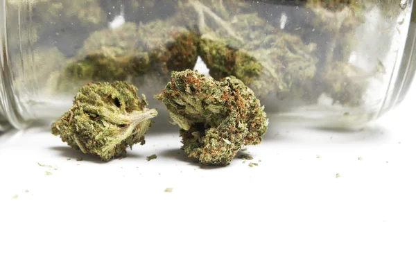 マリファナや大麻の芽 — ストック写真