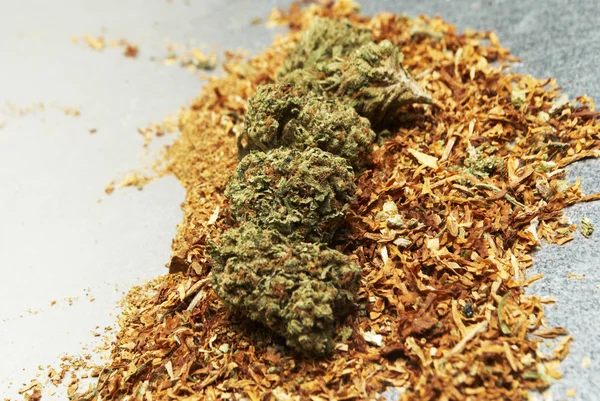 Maconha e Cannabis Buds conhecido como erva daninha ou panela — Fotografia de Stock