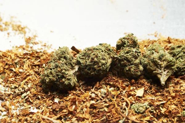 マリファナと大麻の芽は、雑草やポットとして知っています。 — ストック写真