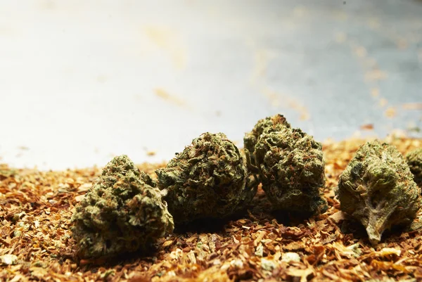 Marihuana a konopí pupeny znají jako trávu nebo hrnec — Stock fotografie