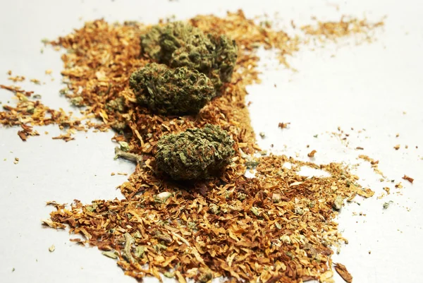 マリファナと大麻の芽は、雑草やポットとして知っています。 — ストック写真