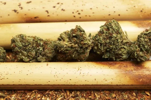 マリファナと大麻の芽 — ストック写真