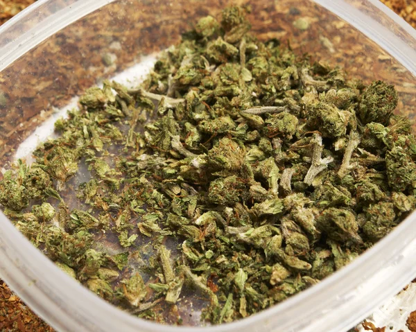 Juridiska Marijuana Bud Cannabis potten eller ogräs — Stockfoto