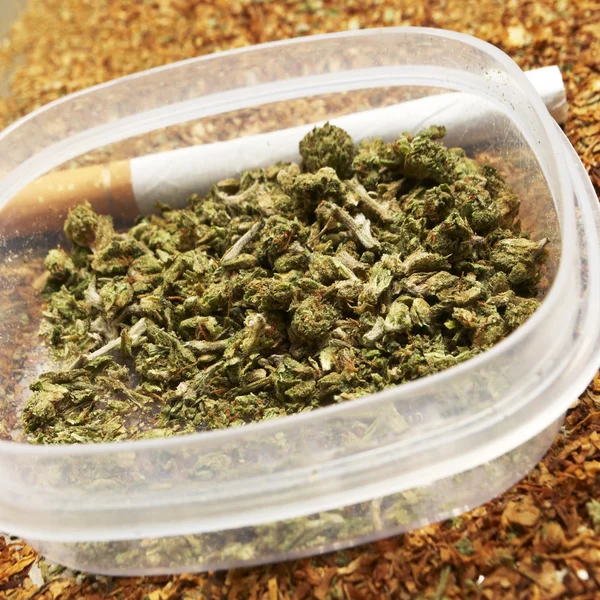 Maconha Legal Bud Cannabis Pot ou erva daninha — Fotografia de Stock