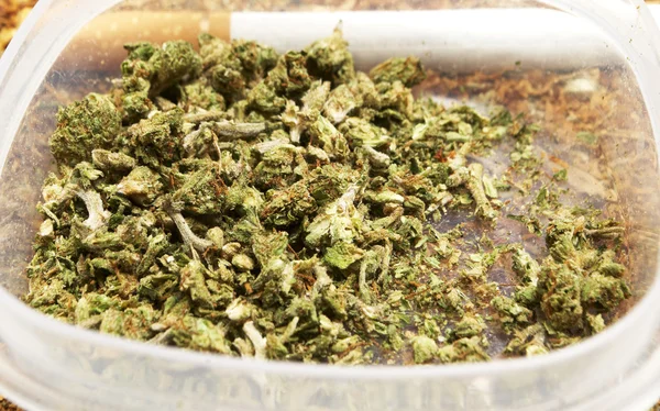 Marihuana legalna marihuana Bud puli lub chwastów — Zdjęcie stockowe