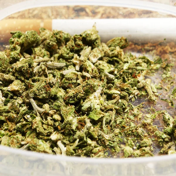 Juridiska Marijuana Bud Cannabis potten eller ogräs — Stockfoto