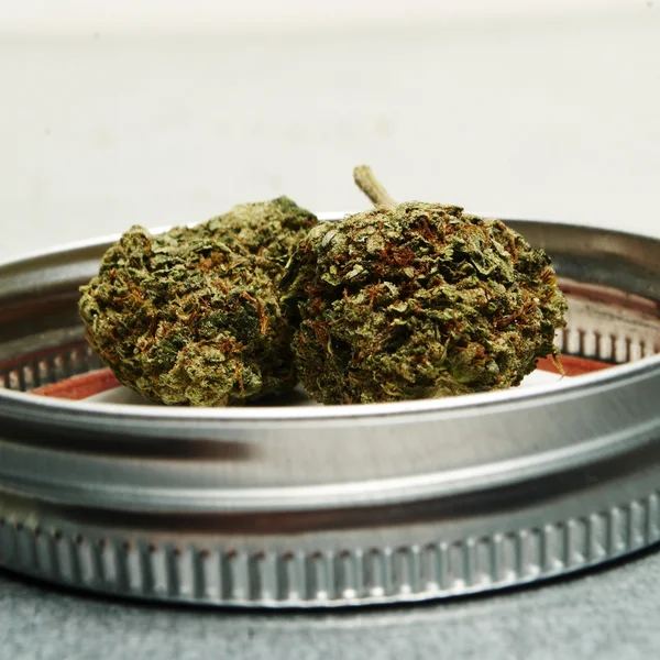 Legal Marijuana Bud Cannabis Pot or Weed — Stock Photo, Image