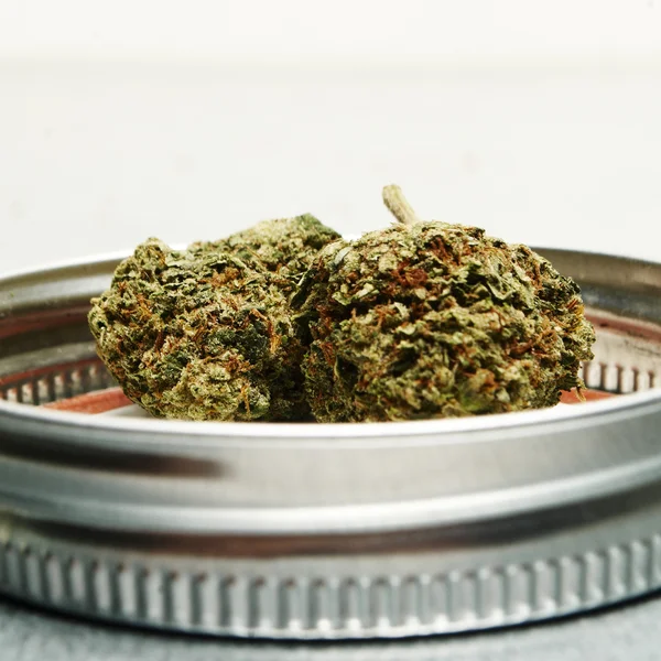 Legal Marijuana Bud Cannabis Pot or Weed — Stock Photo, Image