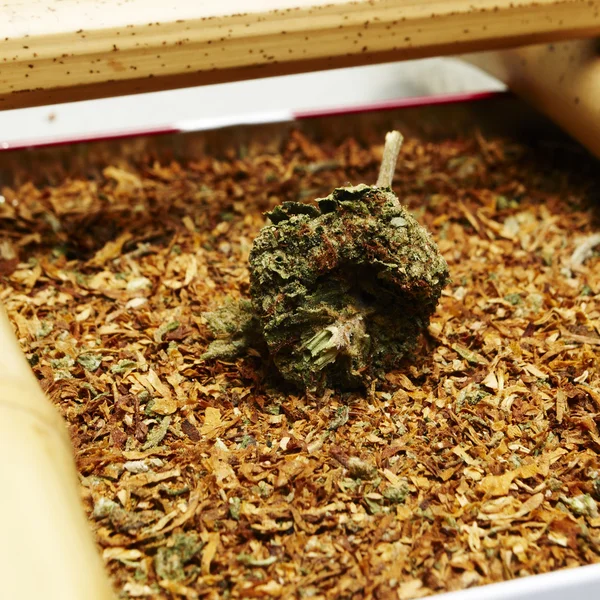 Laillinen marihuana Bud Kannabis Pot tai Weed — kuvapankkivalokuva