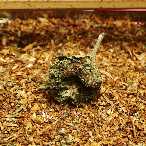Legal Marijuana Bud Cannabis Pot or Weed — Stock Photo, Image