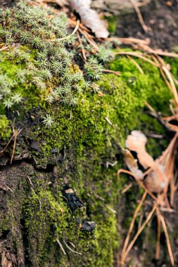Kabuk Close-up yosun kaplı