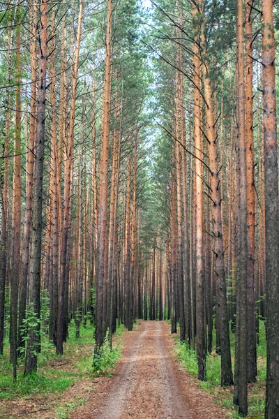 Sonsuz orman yolu — Stok fotoğraf