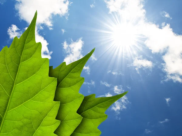 Folhas e céu nublado, e sol — Fotografia de Stock