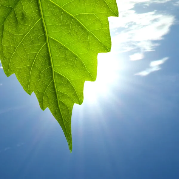 Yaprakları ve bulutlu gökyüzü ve güneş