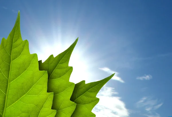 Folhas e céu nublado, e sol — Fotografia de Stock