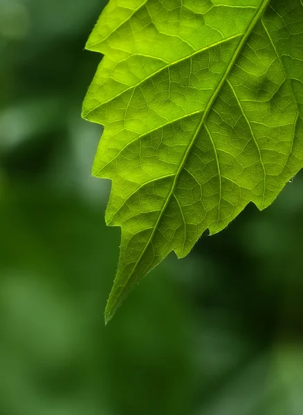 Grünes Blatt — Stockfoto