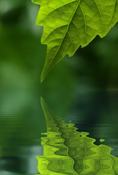 Blatt und Wasser — Stockfoto