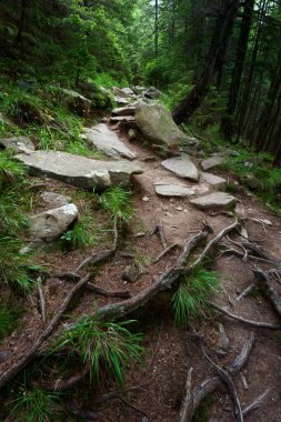 Yeşil çam ağacı ormanında taze çimen ve sarı çiçeklerle kayalık yol.