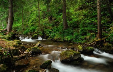 Şelaleler ve taşlarla kaplı yeşil çam ağacı ormanında yosunlarla.