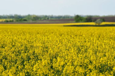 Rape field in blossom at the sunny day.