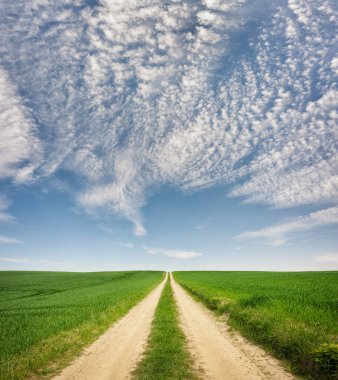 Road in the green field of wheat. Idyllic summer rural landscape