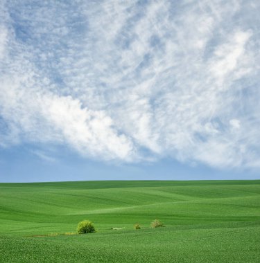 Green field of wheat on the bright sunny day. Idyllic rural landscape.
