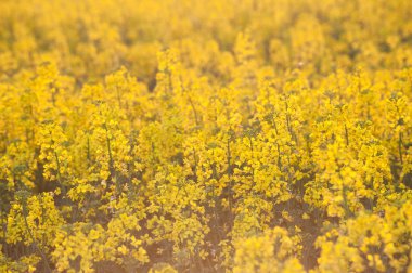 Yellow rape blossom close up. Big colza field on the daylight.