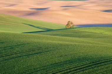 Beautiful field of green wheat with smooth waves on sunset. Picturesque agricultural landscape.