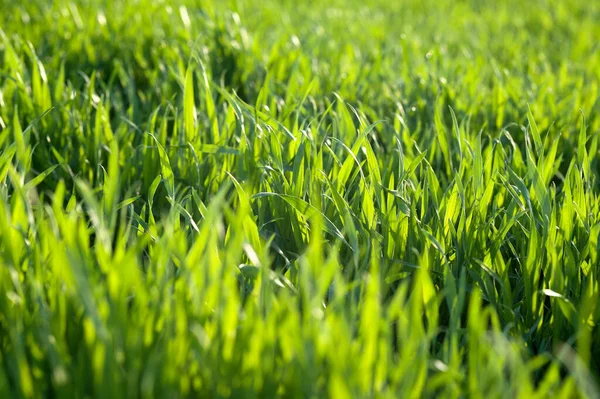 Taze yeşil çim arka plan. Buğday ilkbaharda yakın çekimde dosyalandı.