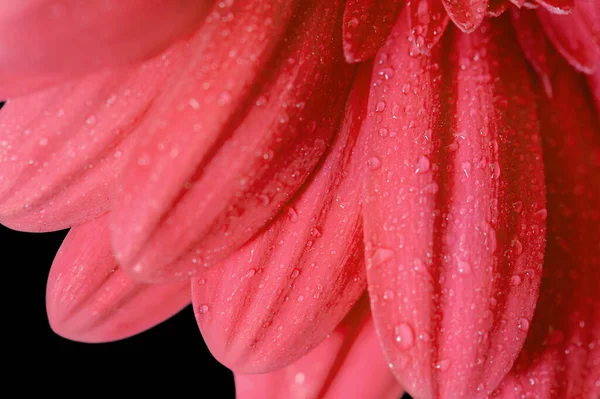 Коралловые Розовые Герберы Каплями Воды Черном Фоне Красочный Свежий Весенний — стоковое фото