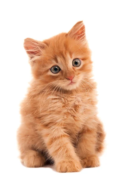 悲伤的红发小猫 — 图库照片