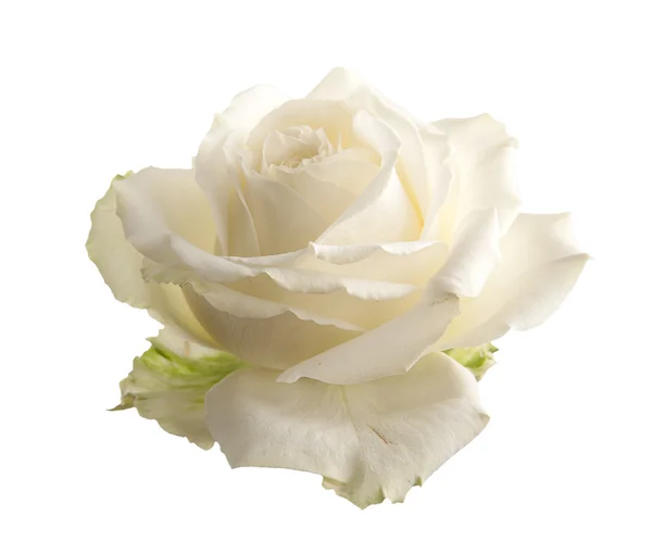 Flower white roses. Isolated — Stock Photo, Image