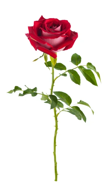 Graceful rose gently in red .isolated — Stock Photo, Image