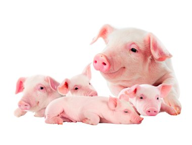 Onun pembe domuz yavruları ile ekmek. beyaz izole.